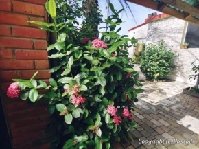 Résidence des hibiscus-roses: jardin, piscine...